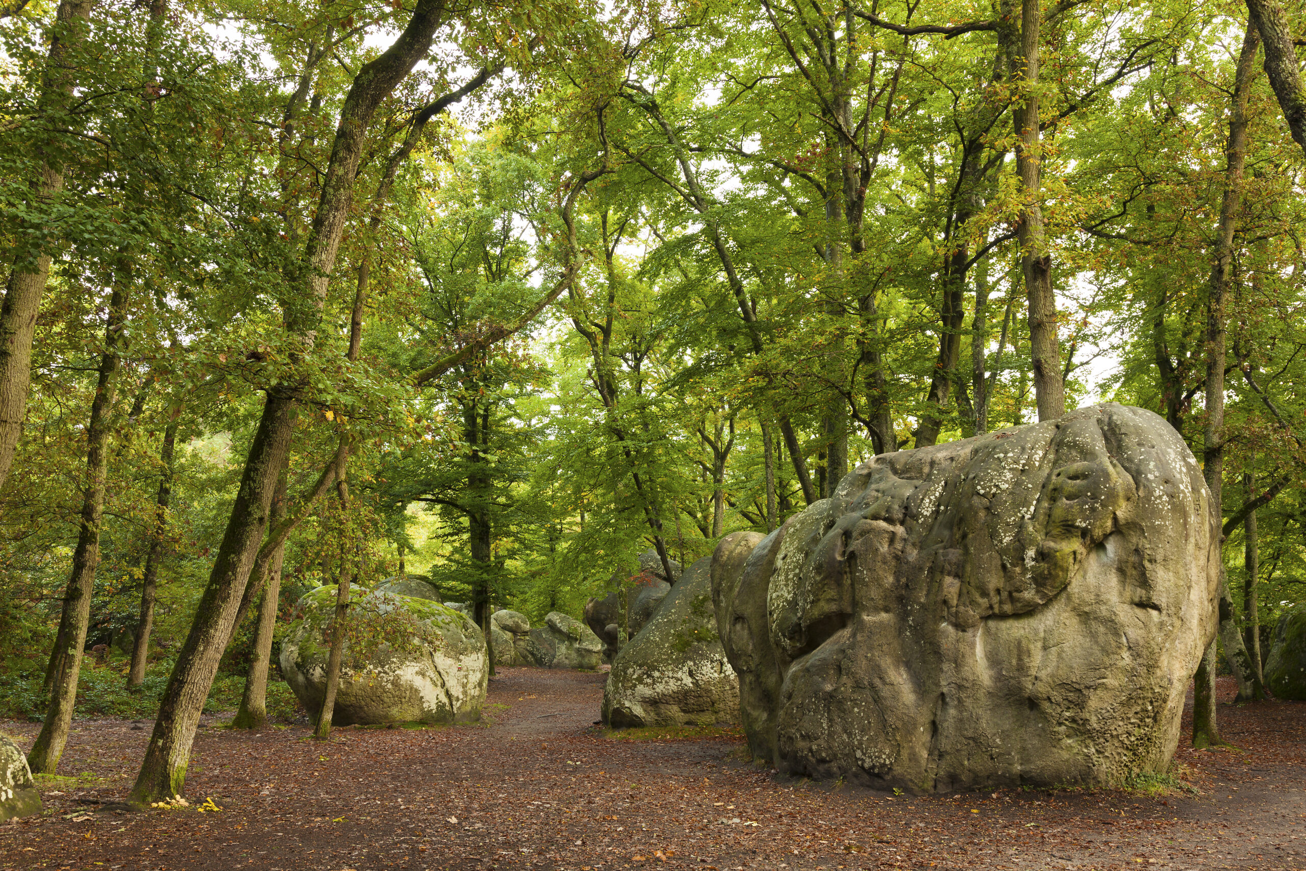 Forest of Fontainebleau