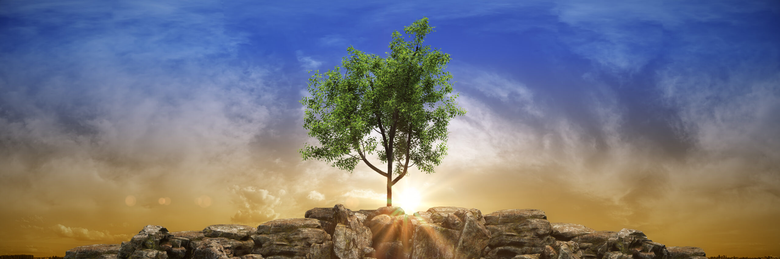 Widescreen sunset tree landscape d rendering