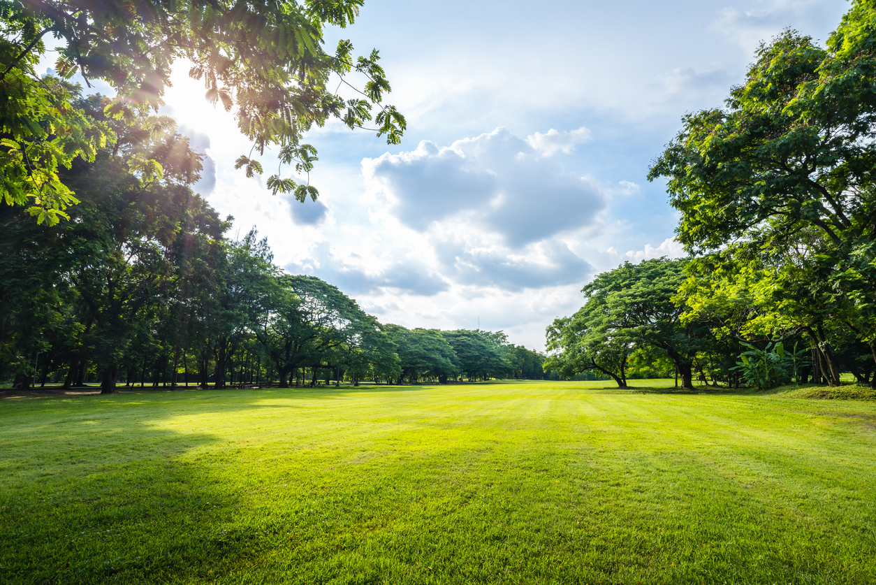 Beautiful morning light in public park with green grass field